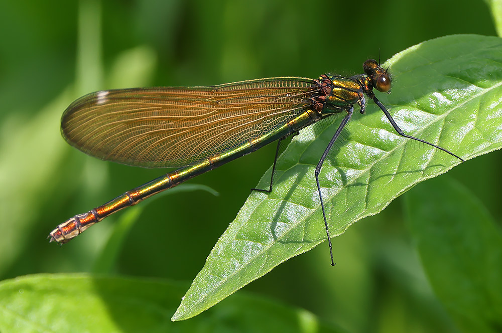 Beautiful demoiselle